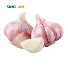5.0 cm Chinese red and white garlic from China for sale
